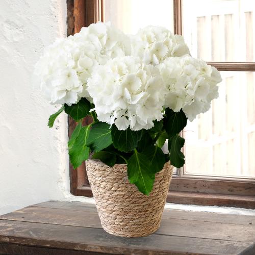 【母の日】ハイドランジア　アイスベア