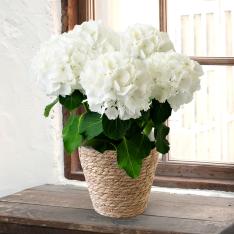 【母の日】ハイドランジア　アイスベア