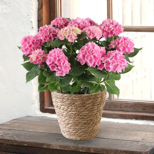 【母の日】ハイドランジア　茜雲