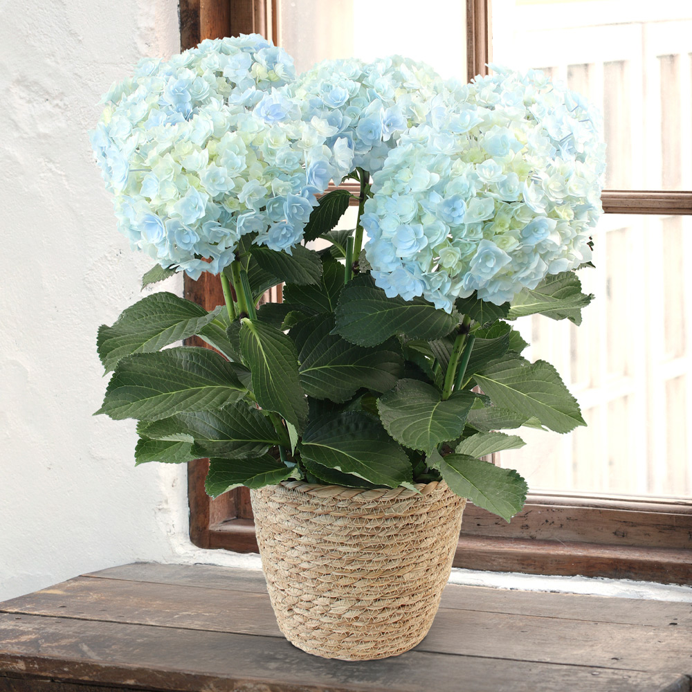 【母の日】ハイドランジア　サファイアクィーン