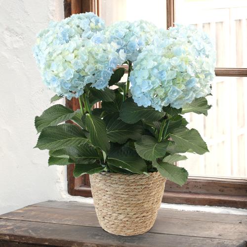 【母の日】ハイドランジア　サファイアクィーン