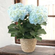 【母の日】ハイドランジア　サファイアクィーン