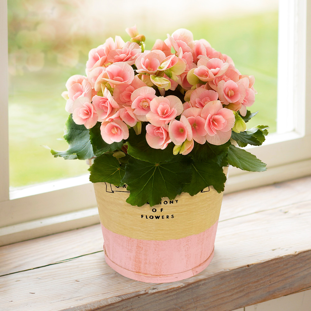 【母の日】ベゴニア　ロマンス