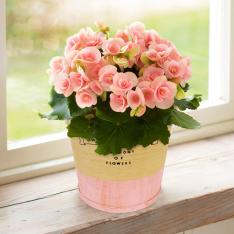 【母の日】ベゴニア　ロマンス