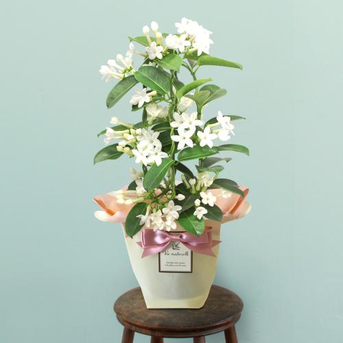 【母の日】マダガスカルジャスミン