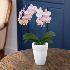 【母の日】ミディ胡蝶蘭　マザーチーク　2本立