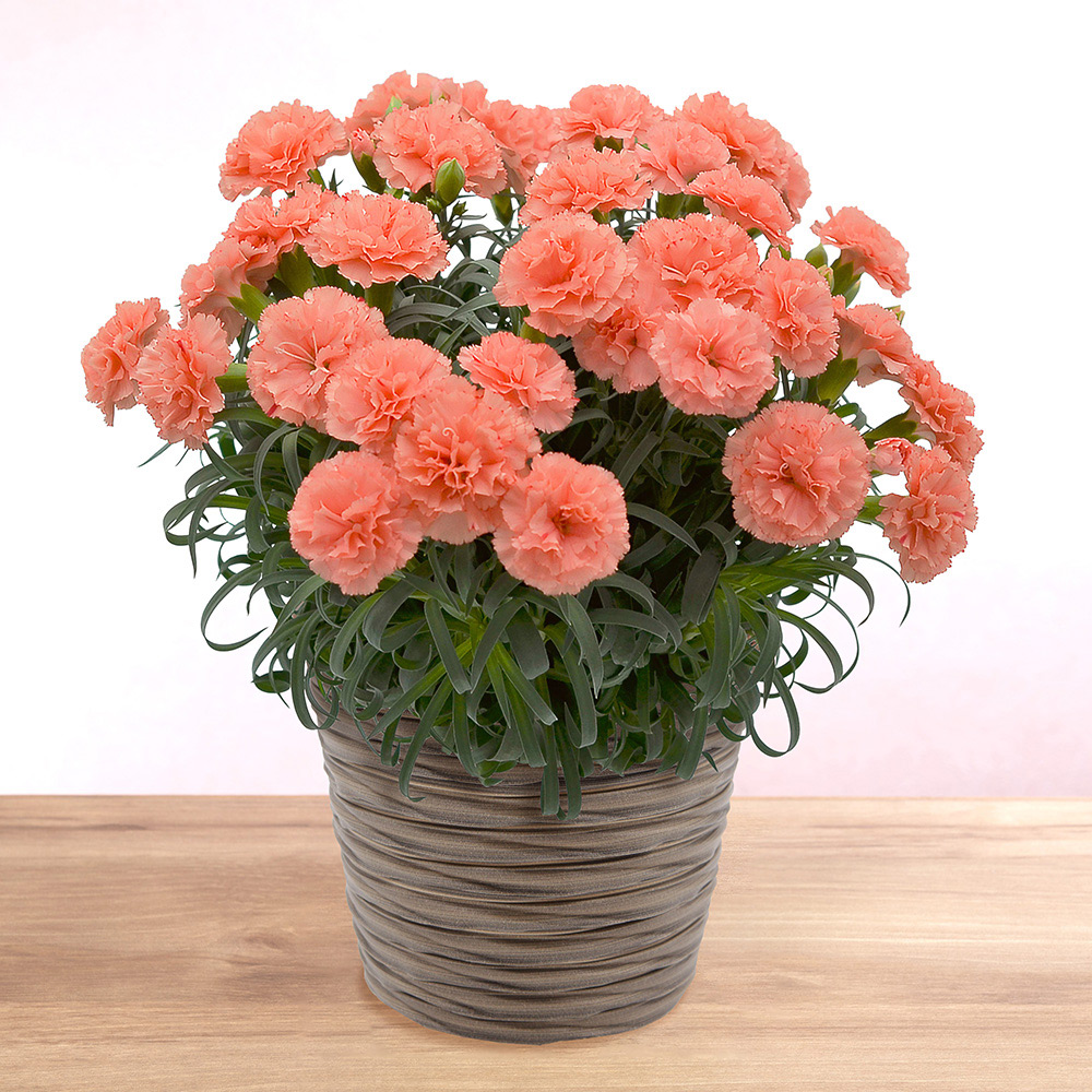 【母の日】カーネーション 鉢「メープルシフォン」