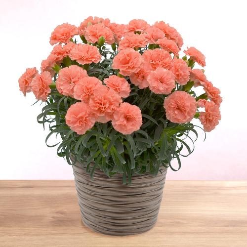 【母の日】カーネーション 鉢「メープルシフォン」