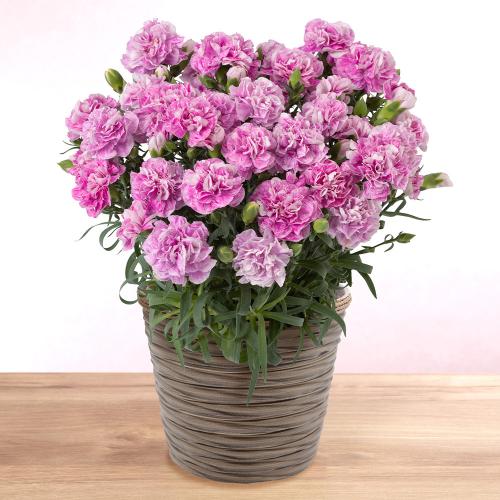 【母の日】カーネーション 鉢「ファンシーバイオレット」