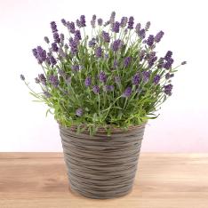 【母の日】ラベンダー 鉢「アロマティコ（R）」