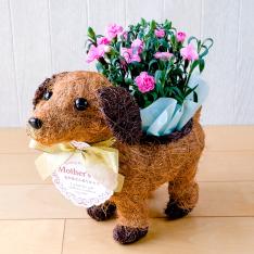 【母の日】花鉢『ナディア』