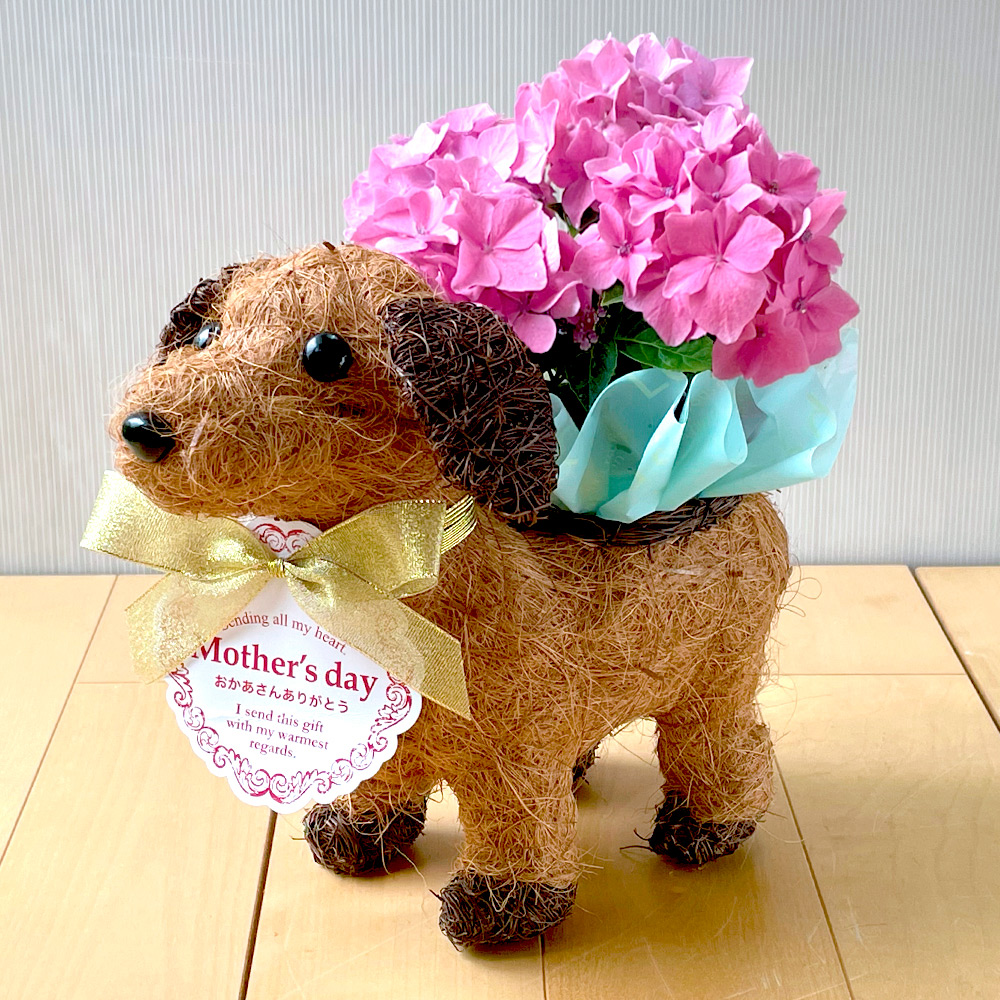 【母の日】花鉢『オリビア』