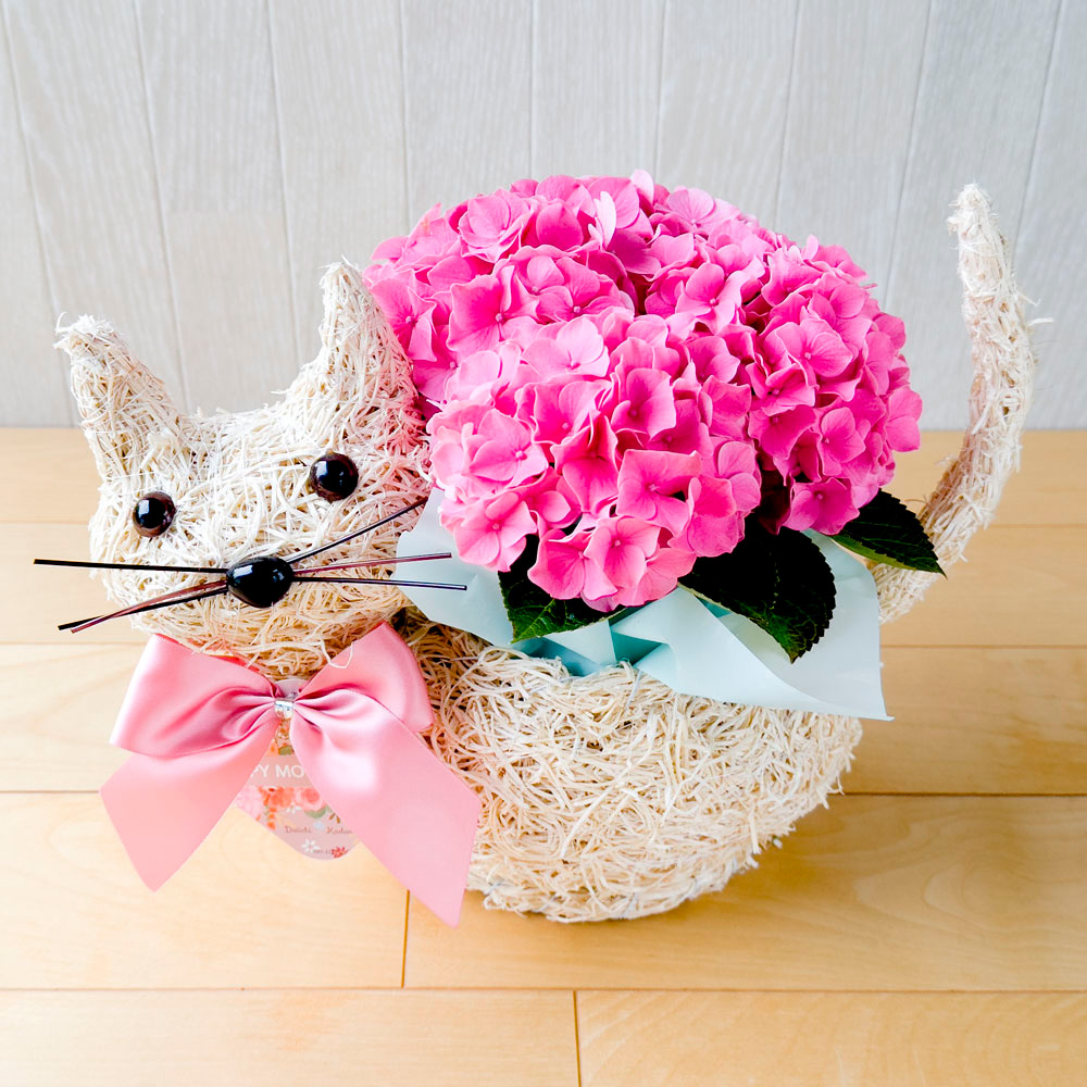 【母の日】花鉢『クイン』