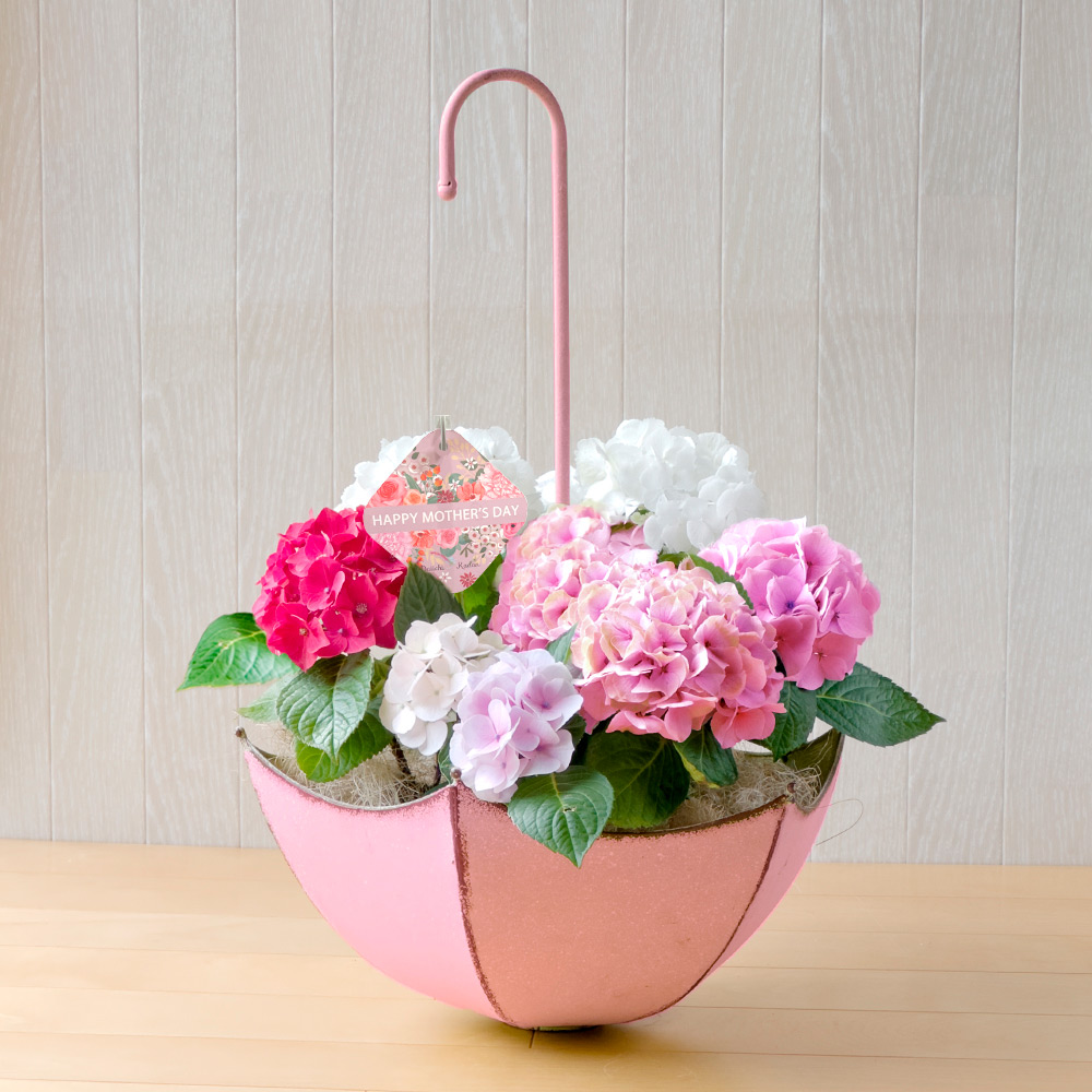 【母の日】『セーラ』