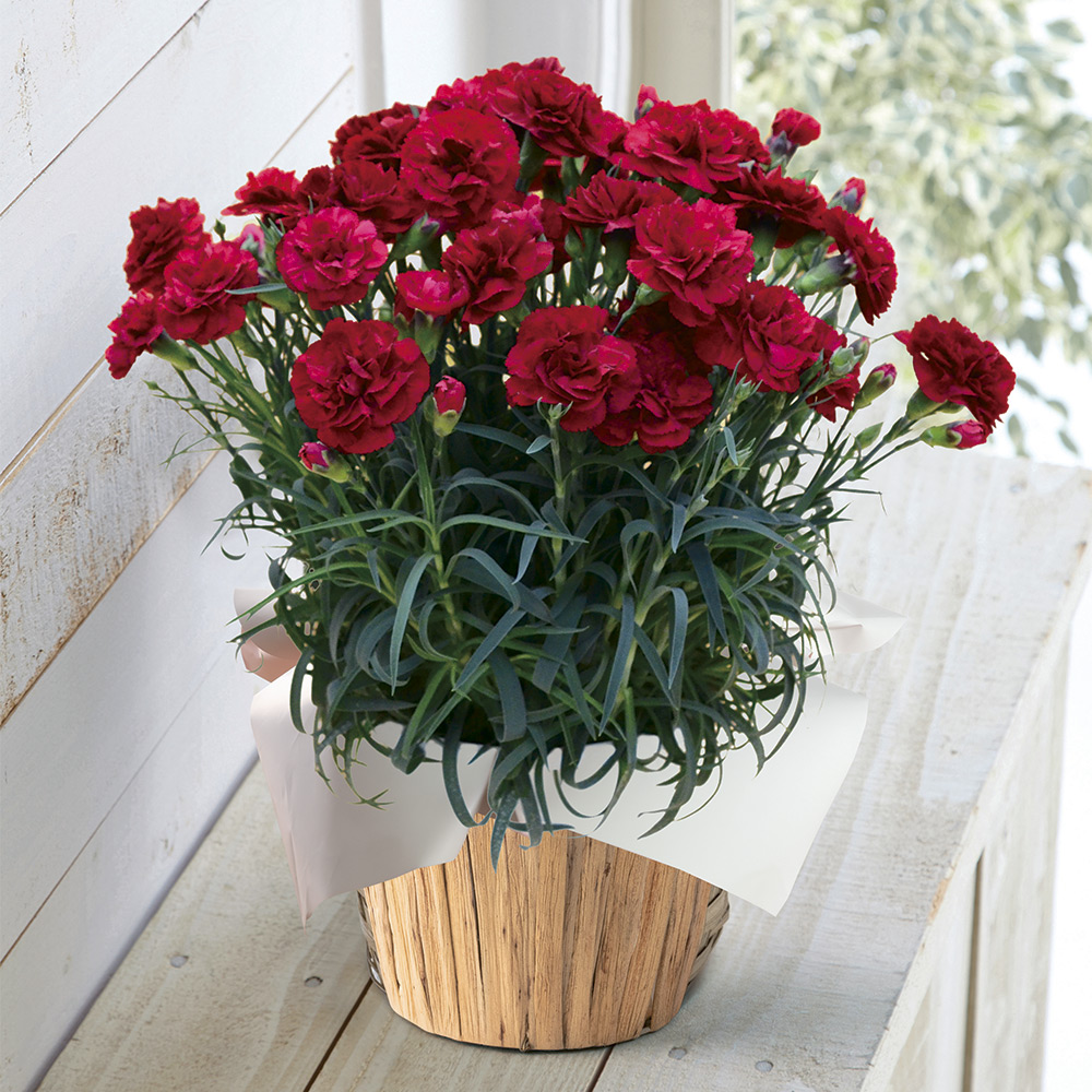 【母の日】生花　モリヒロカーネーション「カシスムース」