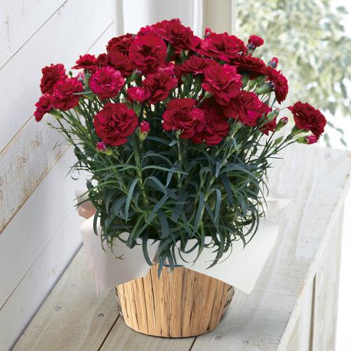 【母の日】生花　モリヒロカーネーション「カシスムース」