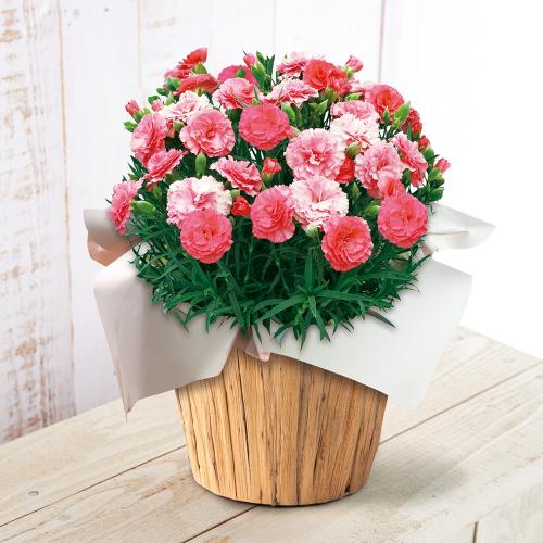 【母の日】生花　モリヒロカーネーション「さくらもなか」