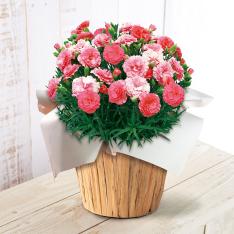 【母の日】生花　モリヒロカーネーション「さくらもなか」