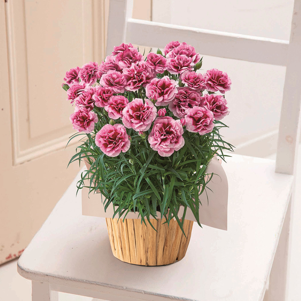 【母の日】生花　モリヒロカーネーション「プラムタルト」