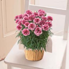 【母の日】生花　モリヒロカーネーション「プラムタルト」