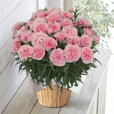 【母の日】生花　モリヒロカーネーション「ティーパーティー」