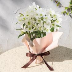 【母の日】生花　デンドロビウム「エンジェルベイビーグリーン愛」