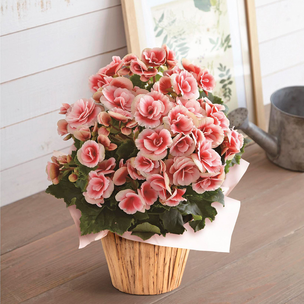 【母の日】生花　ベゴニア「ボリアス」