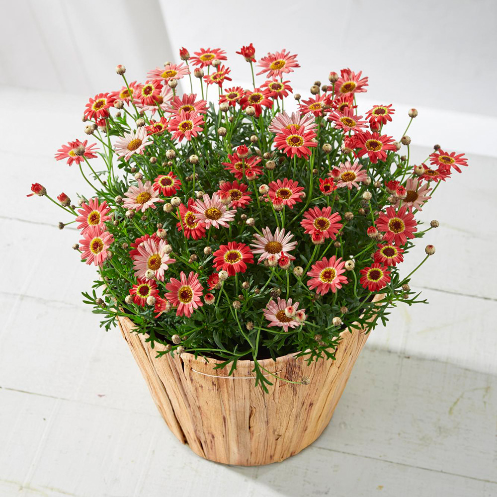 【母の日】生花　マーガレット「あんずな気持ち」