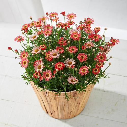 【母の日】生花　マーガレット「あんずな気持ち」