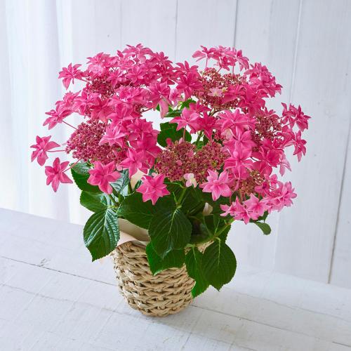 【母の日】生花　アジサイ「桜花乱舞」