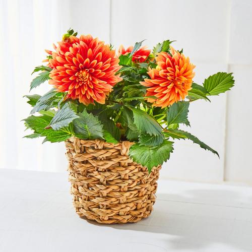 【母の日】生花　ダリア「ロザンナ」