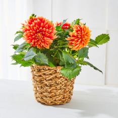 【母の日】生花　ダリア「ロザンナ」