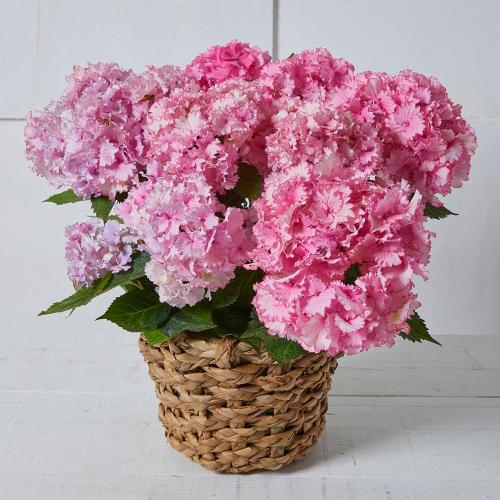 【母の日】生花　アジサイ「彩音」