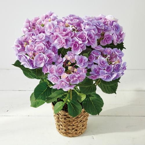 【母の日】生花　アジサイ「シャルム」ブルー