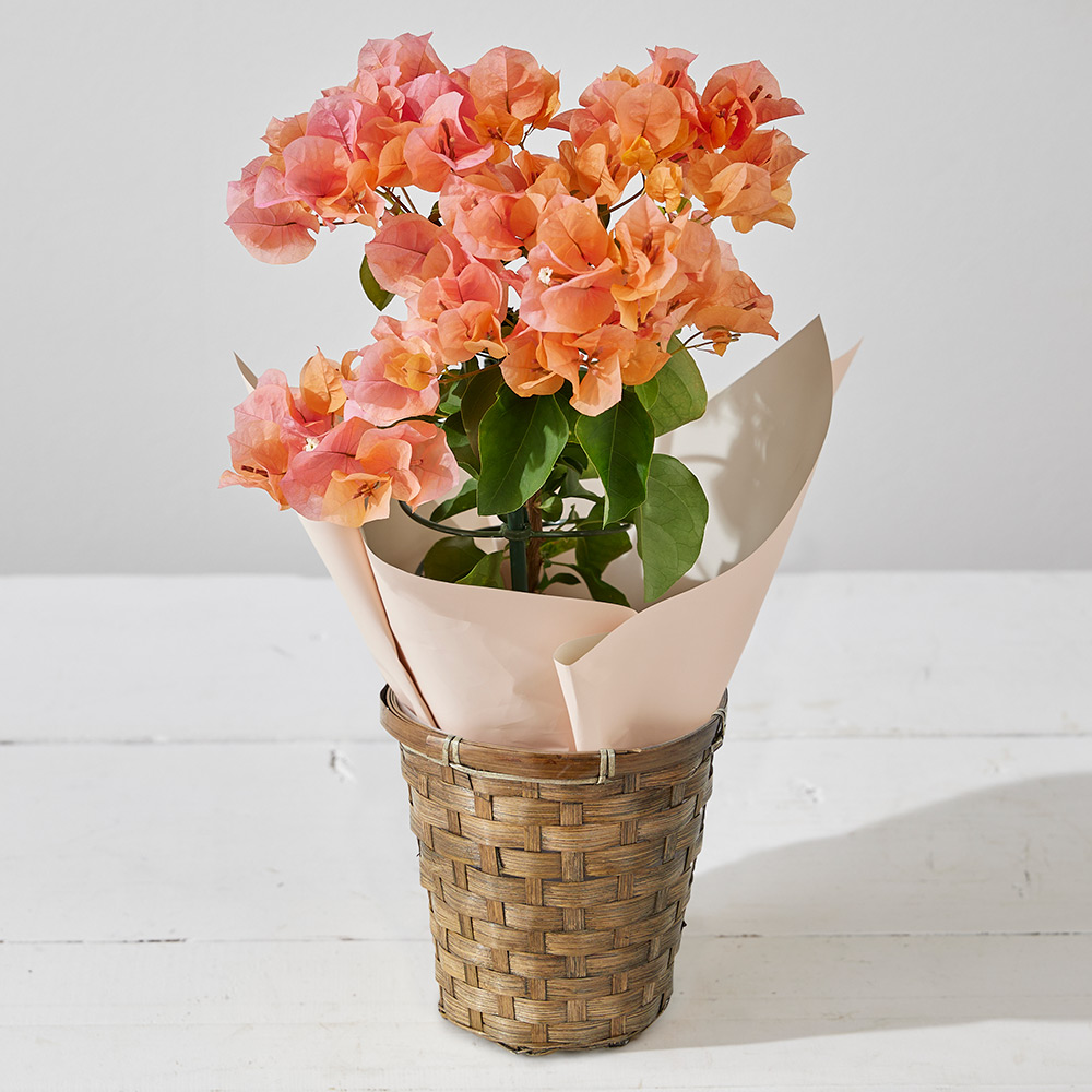 【母の日】生花　ブーゲンビリアオレンジ