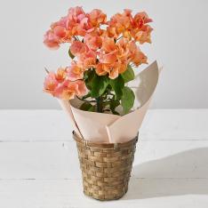 【母の日】生花　ブーゲンビリアオレンジ