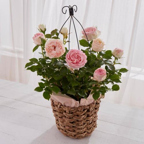 【母の日】生花　バラ「ピエールドゥロンサール」