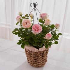 【母の日】生花　バラ「ピエールドゥロンサール」