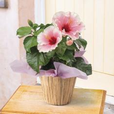 【母の日】生花　ロングライフハイビスカス「グレイス」