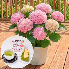 【母の日】あじさいハイドランジアと静岡新茶・富士山パウンドケーキ
