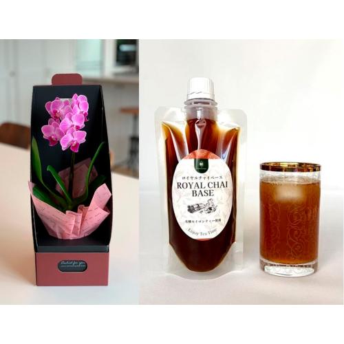 【母の日】ロイヤルチャイベース＆テーブル胡蝶蘭BOX入（3号1本立ち）