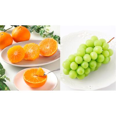 サンフレッシュ | フルーツ・野菜 | フード・スイーツ | 高島屋