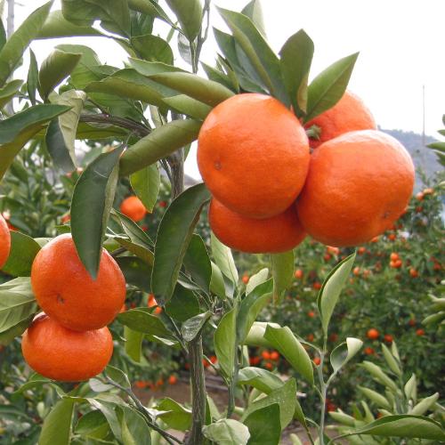 香川県産さぬき紅みかん(5kg)
