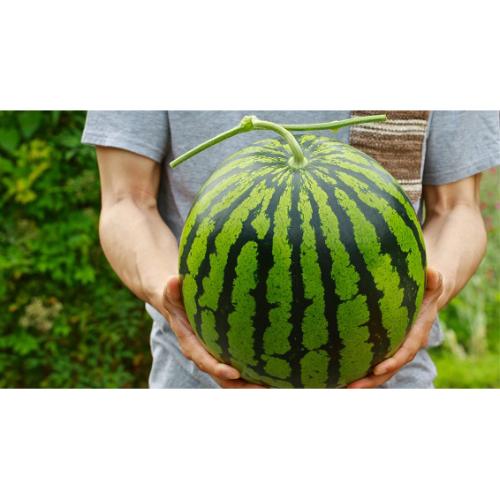 【母の日】母さんありがとう特選商品「熊本すいか」