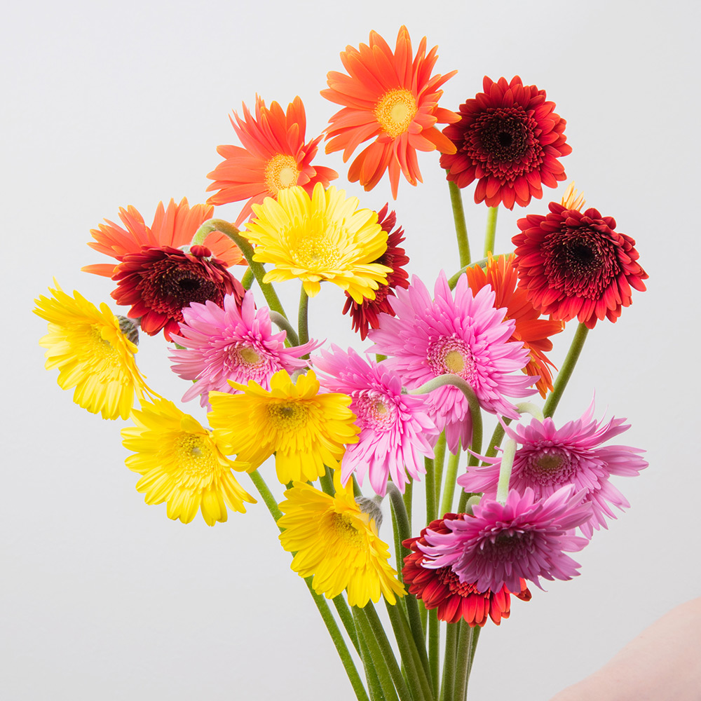 季節のお花10月 ガーベラ M 商品詳細 高島屋オンラインストア 季節のお花10月 ガーベラ M 商品詳細 高島屋オンラインストア