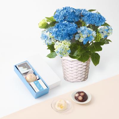あじさい | 母の日 花ギフト・プレゼント特集 2025 | 【2025】母