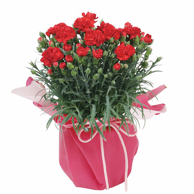 母の日届け専用 生花 鉢物 カーネーション 鉢植え レッド 商品詳細 高島屋オンラインストア