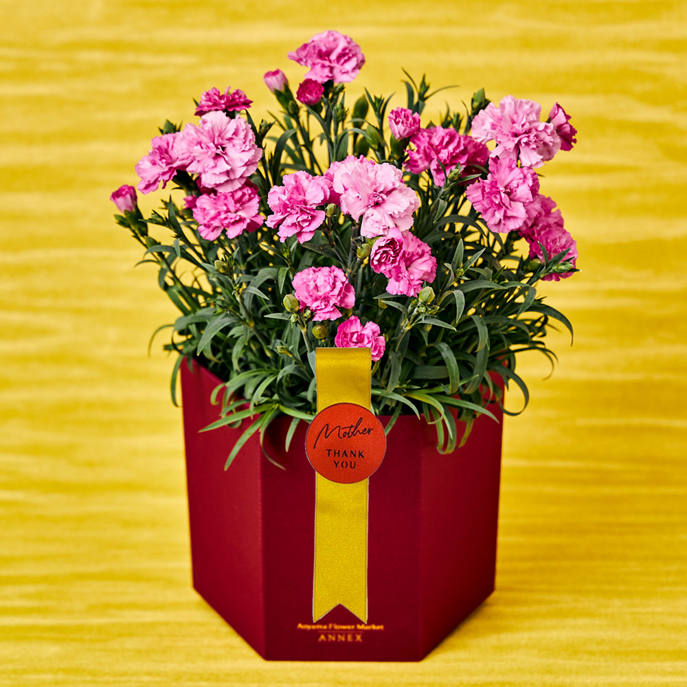 カーネーション エルサ 商品詳細 高島屋オンラインストア