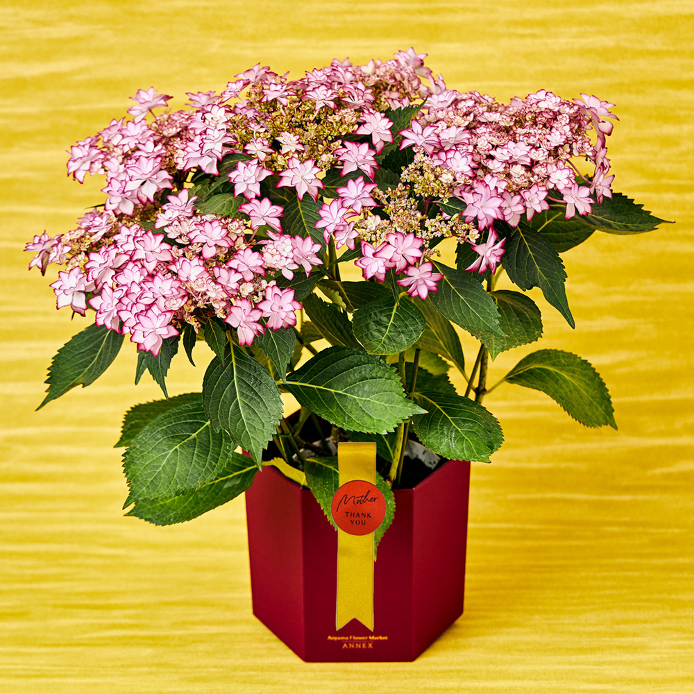 あじさい ひなまつり 商品詳細 高島屋オンラインストア あじさい ひなまつり 商品詳細 高島屋オンラインストア