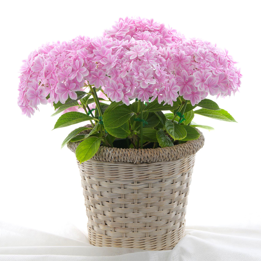 母の日届け専用 生花 鉢もの あじさい 万華鏡 商品詳細 高島屋オンラインストア 母の日届け専用 生花 鉢もの あじさい 万華鏡 商品詳細 高島屋オンラインストア